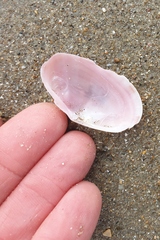 Gari convexa