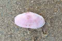 Gari convexa
