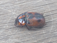 Cyclocephala deceptor