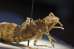 Rhionaeschna californica