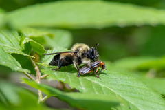 Laphria sacrator