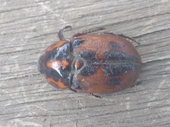 Cyclocephala deceptor