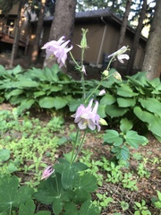 Aquilegia coerulea