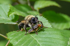 Laphria sacrator