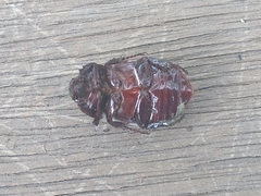 Cyclocephala deceptor