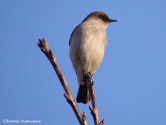 Muscisaxicola maclovianus