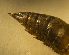 Rhionaeschna californica