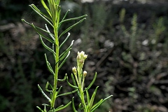 Cassinia maritima