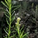 Cassinia maritima - Photo (c) Max Campbell, some rights reserved (CC BY), uploaded by Max Campbell