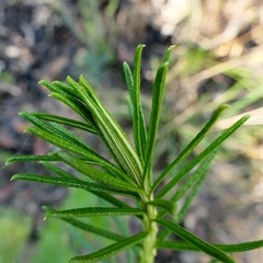 Cassinia maritima