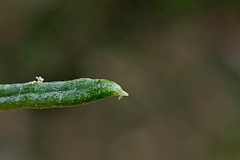 Cassinia maritima