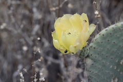 Opuntia leucotricha