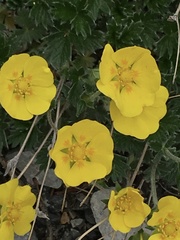 Potentilla subgorodkovii