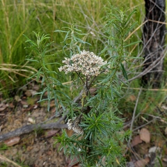 Cassinia maritima