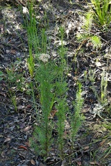 Cassinia maritima