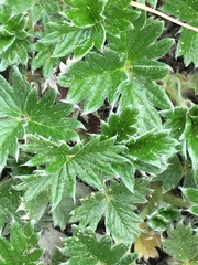 Potentilla subgorodkovii