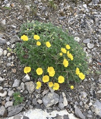 Potentilla subgorodkovii