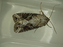 Trichordestra liquida