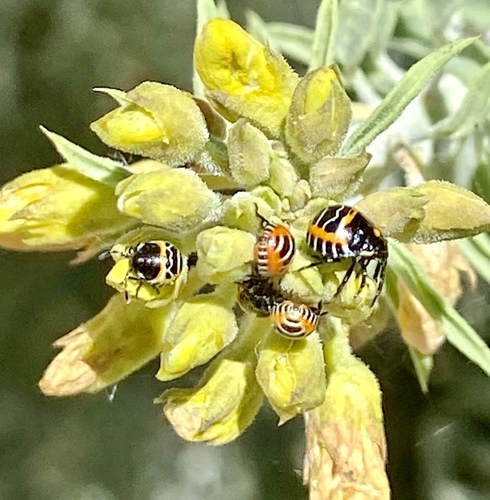 iNaturalist observation photo of Harlequin Bug