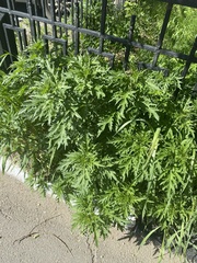Urtica cannabina