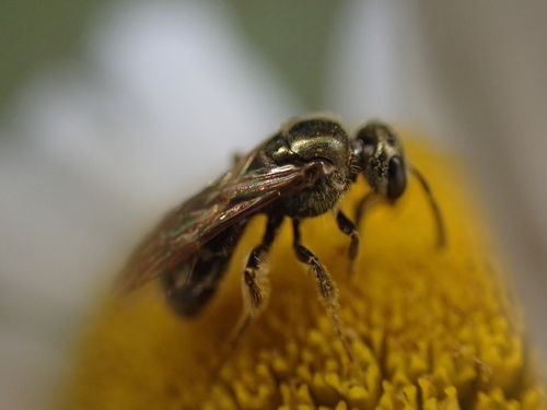 Gotham Sweat Bee photo 3