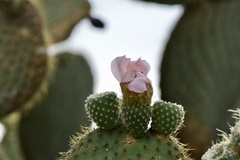 Opuntia leucotricha