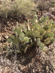 Opuntia engelmannii engelmannii