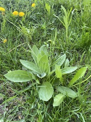 Plantago media
