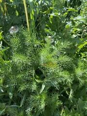 Tripleurospermum inodorum