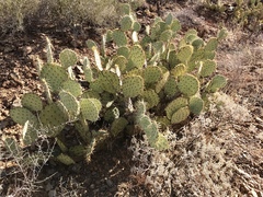 Opuntia engelmannii engelmannii