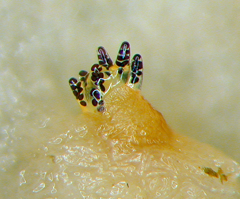 Ascobolus