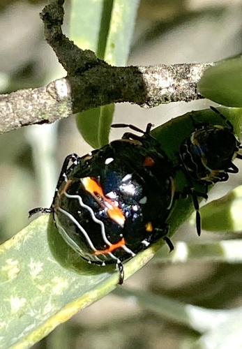 iNaturalist observation photo of Harlequin Bug