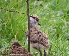 Vanellus chilensis