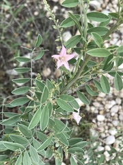 Indigofera lindheimeriana