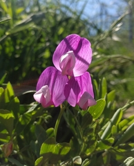 Lathyrus eucosmus