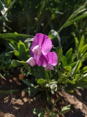 Lathyrus eucosmus