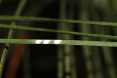 Chionaspis pinifoliae