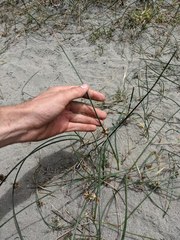 Juncus breweri