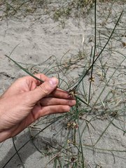 Juncus breweri