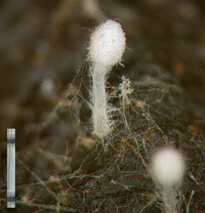 Coprinopsis stercorea