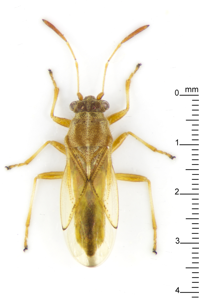 Ninidae