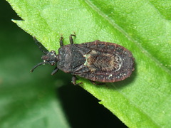 Neuroctenus simplex