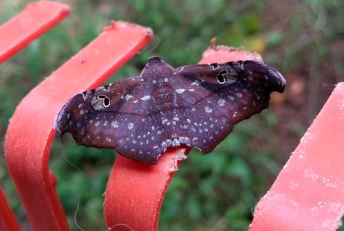 Tautobriga euspila
