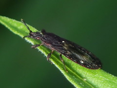 Neuroctenus simplex
