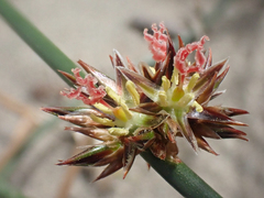 Juncus breweri
