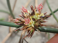 Juncus breweri