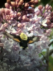 Proserpinus flavofasciata