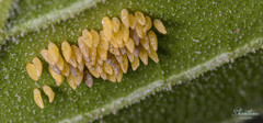 Henosepilachna vigintioctopunctata