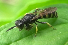 Crabro latipes