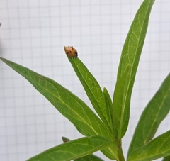 Hippodamia variegata